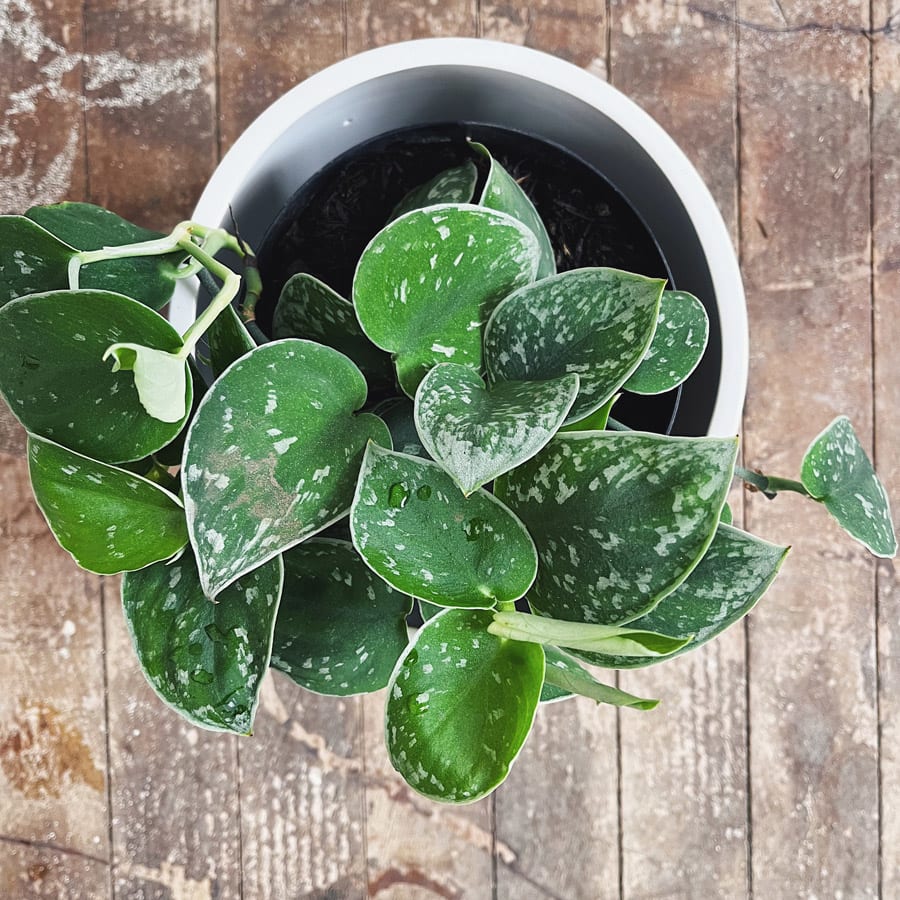 Potho Satinado - Imagen 3